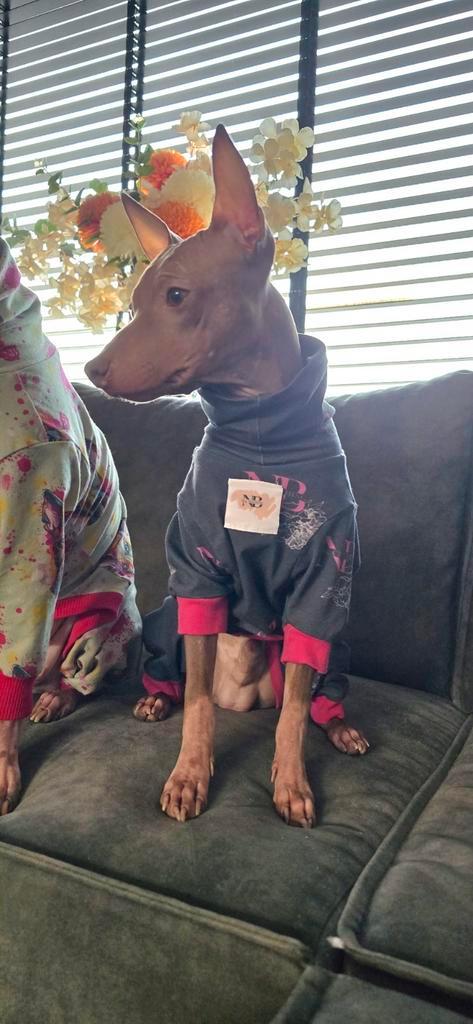 American Hairless Terriër, Dieren en Toebehoren, Honden | Jack Russells en Terriërs, Reu, Overige rassen, Fokker | Hobbymatig