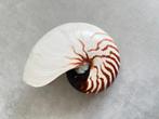 Grote naturel nautilus schelp 18cm, Ophalen of Verzenden, Schelp(en)