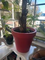 Bananen boom gezond in roze pot, Ophalen, 100 tot 150 cm, In pot, Volle zon