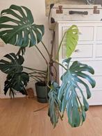 Monstera met pot, Ophalen, Halfschaduw, Minder dan 100 cm