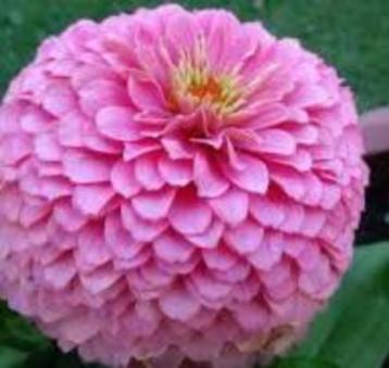 Zaden Zinnia Miss Willmott beschikbaar voor biedingen