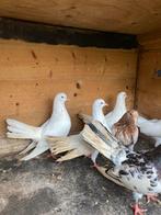 10 oosterse rollers voor 50 euro, Dieren en Toebehoren, Vogels | Duiven, Meerdere dieren, Overige soorten