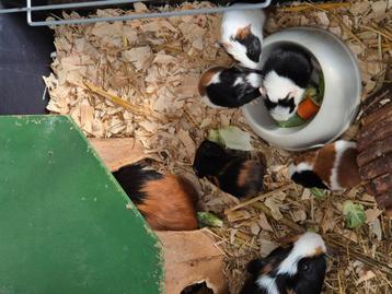 2 jonge cavia beertjes beschikbaar voor biedingen