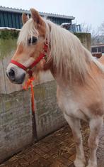 Super mooie haflinger, Merrie, Met stamboom, 11 jaar of ouder, Recreatiepony