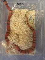 Lampropeltis hondurensis 2025, Dieren en Toebehoren, Slang, 0 tot 2 jaar