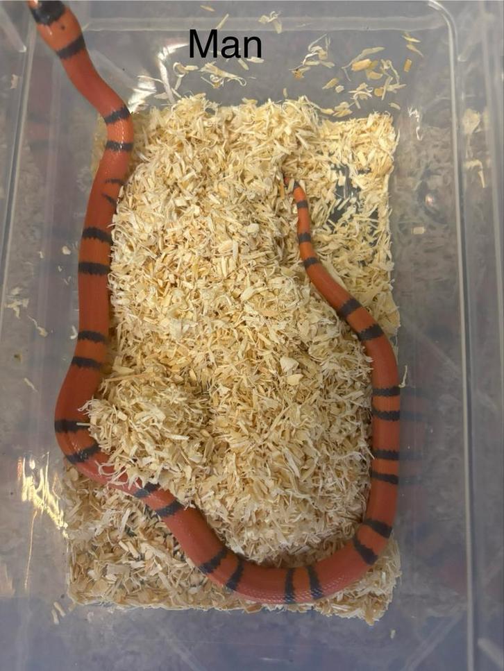 Lampropeltis hondurensis 2025