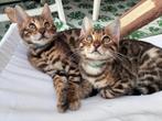 Bengaalse kittens met stamboom, Dieren en Toebehoren, Meerdere dieren, Met stamboom, 0 tot 2 jaar