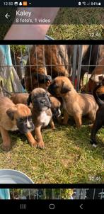 Boxer pups, Dieren en Toebehoren, Honden | Niet-rashonden, Rabiës (hondsdolheid), 8 tot 15 weken, Meerdere, Meerdere dieren