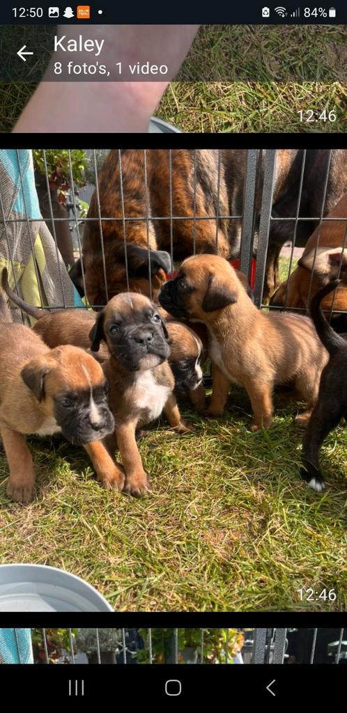 Boxer pups, Dieren en Toebehoren, Honden | Niet-rashonden, Middel, Meerdere dieren, Particulier, Meerdere, Nederland, 8 tot 15 weken