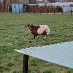 Luxe bonte mooi getekende ram, Dieren en Toebehoren, Schapen, Geiten en Varkens, Mannelijk, Schaap