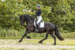 Opvallende Friese merrie in ponymaat!, Dieren en Toebehoren, Pony's, B, 3 tot 6 jaar, Recreatiepony, Gechipt