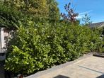 Laurier haag 7,5 meter lengte, Tuin en Terras, Planten | Struiken en Hagen, Ophalen, Laurier, 100 tot 250 cm