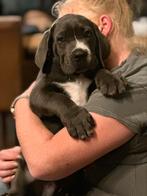 Blauw grijze ras typische cane corso pups, Dieren en Toebehoren, Honden | Bulldogs, Pinschers en Molossers, CDV (hondenziekte)