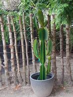 grote cactus, metaal, kunstcactus, Ophalen, Zo goed als nieuw, Binnen