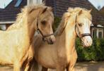 Hele mooie makke palomino pony's, Dieren en Toebehoren, Pony's, Ruin, B pony (1.17m tot 1.27m), Ontwormd, 0 tot 2 jaar