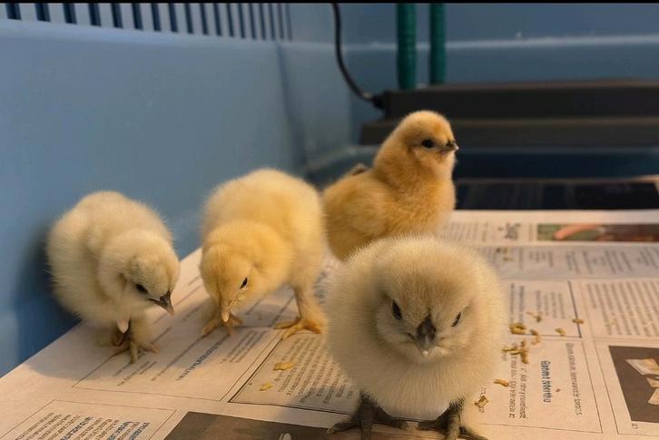 USA zijdehoen hen kuikens, Dieren en Toebehoren, Pluimvee, Kip, Vrouwelijk