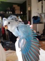 Agapornis Rosecollis, Geslacht onbekend, Dwergpapegaai of Agapornis