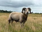 Ruiende dekram 2024 Maasduinen Dassenkop Wiltshire Horn, Dieren en Toebehoren, Schapen, Geiten en Varkens, Mannelijk, Schaap, 0 tot 2 jaar