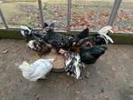 Zweedse bloemkippen, Dieren en Toebehoren, Meerdere dieren, Kip