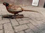 Opgezette Fazant, Verzamelen, Dierenverzamelingen, Ophalen of Verzenden, Zo goed als nieuw, Vogel, Opgezet dier