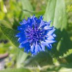 Centaurea cyanus zaden, korenbloem, Tuin en Terras, Ophalen of Verzenden, Volle zon