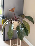 Philodendron kamerplant (Red Beauty), Ophalen, Halfschaduw, In pot, Minder dan 100 cm