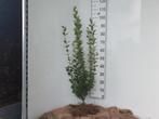 Liguster ovalifolium in pot, Ophalen, Liguster, Minder dan 100 cm