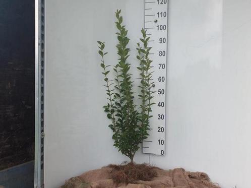 Liguster ovalifolium in pot, Tuin en Terras, Planten | Struiken en Hagen, Liguster, Minder dan 100 cm, Ophalen