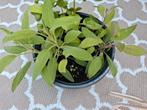 2 mooie salieplanten vaste planten tuinkruiden, Ophalen, Zomer, Overige soorten, Volle zon
