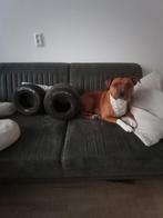 Honden speelgoed Honden speeltjes Kart banden Kart bandjes, Dieren en Toebehoren, Ophalen of Verzenden, Kauwspeelgoed