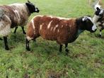 Bonte ram, Dieren en Toebehoren, Schapen, Geiten en Varkens, Mannelijk, Schaap