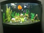 Te koop complete  juwel trigon 350  met vissen, Dieren en Toebehoren, Ophalen, Gebruikt, Gevuld zoetwateraquarium