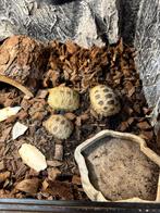 Jonge Geelkopschildpadden Indotestudo Elongata, Dieren en Toebehoren, Reptielen en Amfibieën, 0 tot 2 jaar, Schildpad