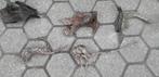 Drijfhout voor aquarium of terrarium, Ophalen of Verzenden, Gebruikt, Grind, Zand of Voedingsbodem