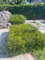 Taxus, Tuin en Terras, Gras en Kunstgras, Ophalen, Zo goed als nieuw, Minder dan 10 m²