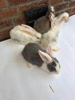 5 jonge Duitse reus (groot soort) van 6/7 weken oud, Dieren en Toebehoren, Meerdere dieren, Groot