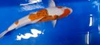 Ai Goromo koi, Dieren en Toebehoren, Karper of Koi