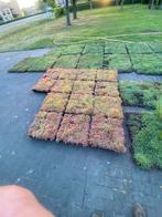 GROENDAK tegen de hitte en lekkerder milieu, Overige soorten, Volle zon, Vaste plant, Ophalen of Verzenden