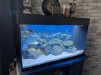 Juwel aquarium, Dieren en Toebehoren, Vissen | Aquaria en Toebehoren, Ophalen, Zo goed als nieuw, Gevuld zoetwateraquarium