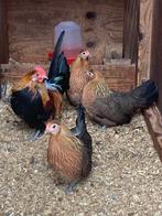 Te koop een toom hollandse krielen, Dieren en Toebehoren, Pluimvee, Meerdere dieren, Kip