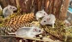 Jonge tamme chinese dwerghamsters (♀), Dieren en Toebehoren, Knaagdieren, Vrouwelijk, Hamster, Na 1 juli 2024, Tam