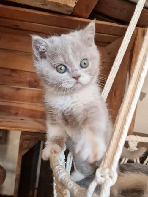Prachtige Creme & Lilac Wit Britse Korthaar Kittens, Dieren en Toebehoren, Katten en Kittens | Raskatten | Korthaar, Kater, 0 tot 2 jaar