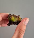 anthurium luxurians stuk met nodes, Huis en Inrichting, Kamerplanten, Ophalen of Verzenden, Overige soorten, Halfschaduw, Minder dan 100 cm