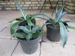 Groene Agave Americana’ s  - 3 stuks, Tuin en Terras, Planten | Tuinplanten, Volle zon, Vaste plant, Bloeit niet, Ophalen