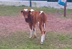 Mini zeboe stier, Dieren en Toebehoren, Mannelijk, 0 tot 2 jaar