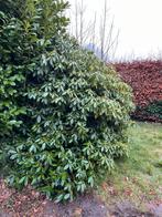 Grote Rhododendron Struik, Ophalen, Rhododendron, Struik, 100 tot 250 cm