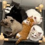 Super lieve kittens kruising Noorse Boskat x Ragdoll, Dieren en Toebehoren, Katten en Kittens | Overige Katten, Meerdere dieren
