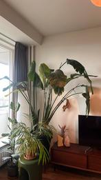 Strelitzia Nicolai, Ophalen of Verzenden, Overige soorten