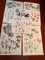 5 IVN posters afmeting 78 bij 53 in nieuwstaat, Boeken, Ophalen of Verzenden, Zo goed als nieuw, Bloemen, Planten en Bomen