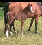 Wegens inkrimping NRPS ponies te koop, Dieren en Toebehoren, Meerdere dieren, Gechipt, 0 tot 2 jaar